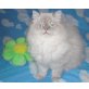 Perser - Kater