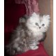 Perser - Kater