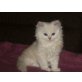 Perser - Kater