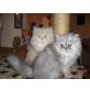 Perser - Kater