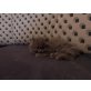 Perser - Kater