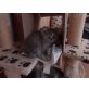 Perser - Kater