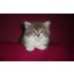 Perser - Kater