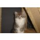 Perser - Kater