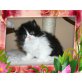 Perser - Kater