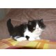 Perser - Kater