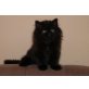Perser - Kater