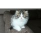 Perser - Kater