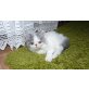 Perser - Kater