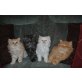 Perser - Kater