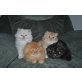 Perser - Kater