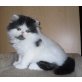 Perser - Kater