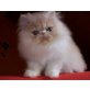 Perser - Kater