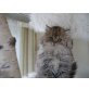 Perser - Kater