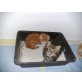 Perser - Kater