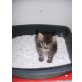 Perser - Kater
