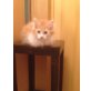 Perser - Kater