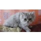 Perser - Kater