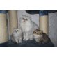 Perser - Kater
