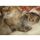 Perser - Kater