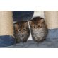Perser - Kater