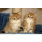 Perser - Kater