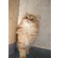 Perser - Kater