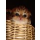 Perser - Kater