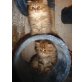 Perser - Kater