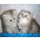Perser - Kater