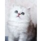 Perser - Kater
