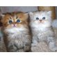 Perser - Kater
