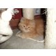Perser - Kater