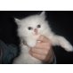 Perser - Kater