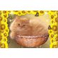 Perser - Kater