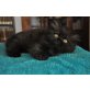 Perser - Kater