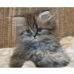 Perser - Kater