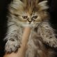 Perser - Kater