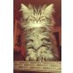 Perser - Kater