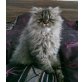 Perser - Kater