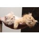 Perser - Kater