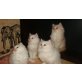 Perser - Kater