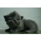 Perser - Kater