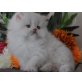 Perser - Kater