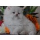 Perser - Kater