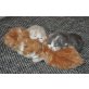 Perser - Kater