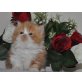Perser - Kater