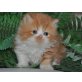 Perser - Kater