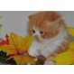 Perser - Kater