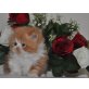 Perser - Kater